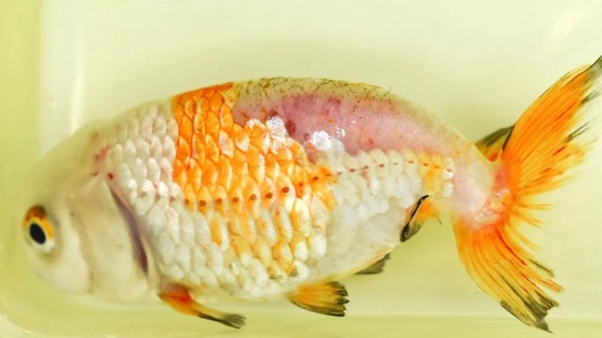 gambar-cara-mengatasi-ikan-koki-jamuran (19) Gambar ikan koki jamuran yang cocok untuk artikel tentang penyebab ikan koki jamuran