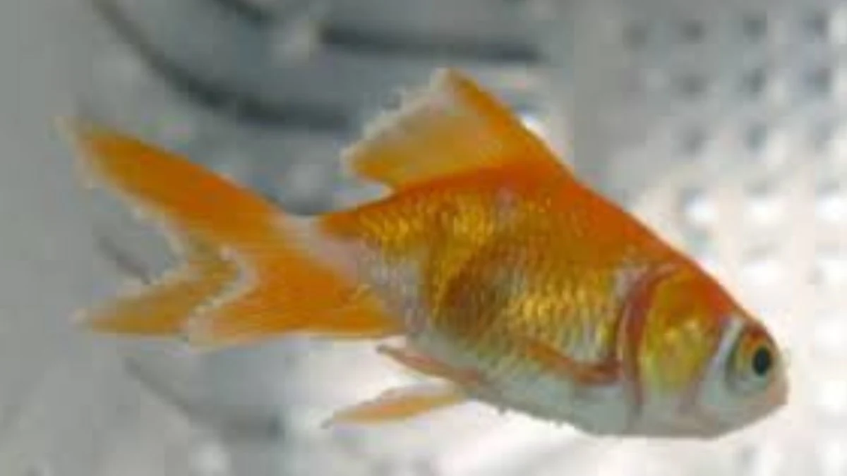 gambar-cara-mengatasi-ikan-koki-jamuran (3) Gambar ikan koki jamuran yang cocok untuk artikel tentang penyebab ikan koki jamuran