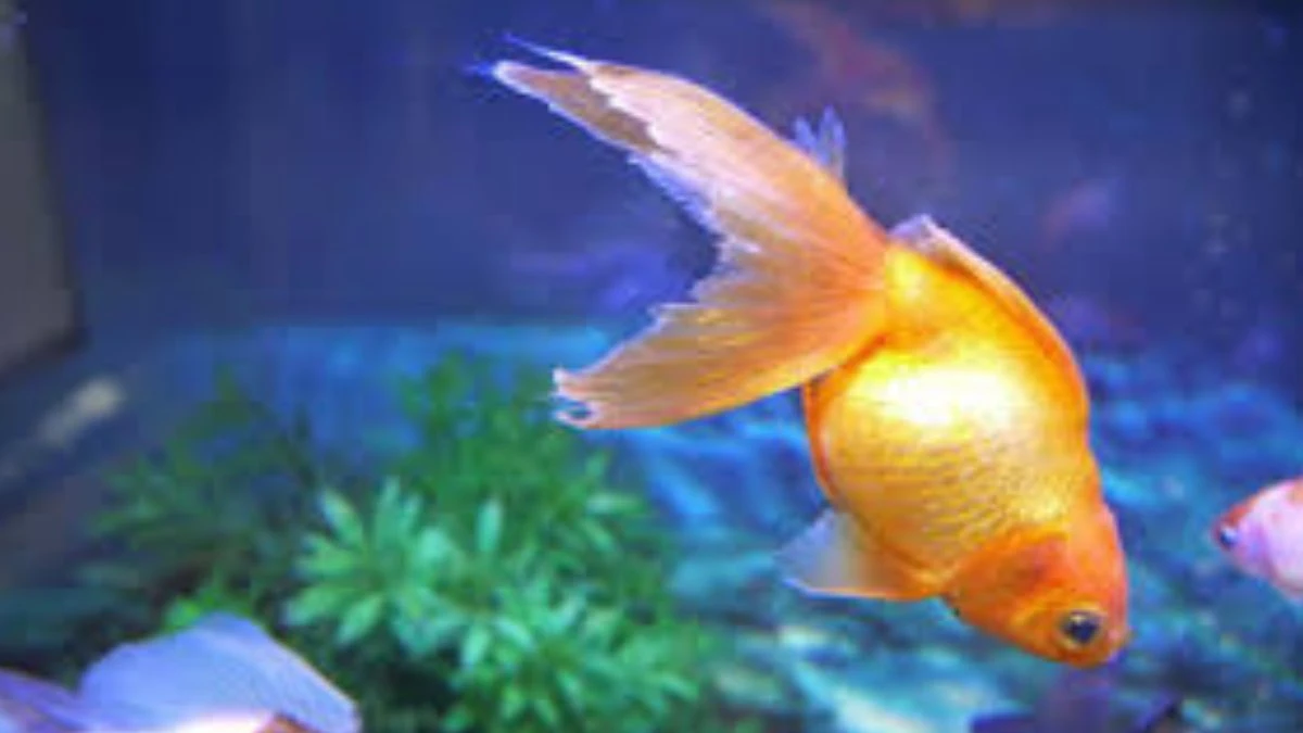gambar-cara-mengatasi-ikan-koki-jamuran Gambar ikan koki jamuran yang cocok untuk artikel tentang penyebab ikan koki jamuran
