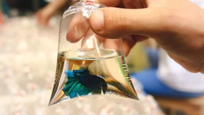 Gambar ikan cupang di dalam plastik