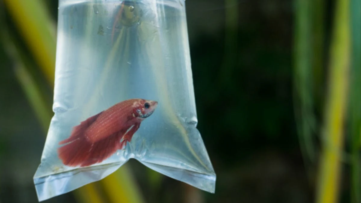 Gambar Ikan cupang di dalam plastik