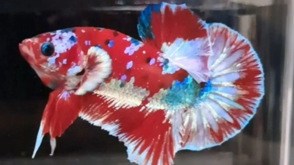 Gambar ikan cupang barongsai