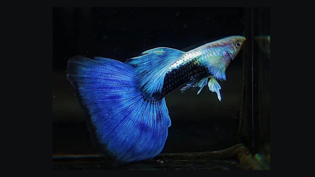 gambar-ikan-guppy-electric-blue Gambar ikan guppy electric blue