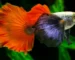 Ikan Guppy PRTDE