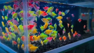 Ilustrasi ikan hias warna-warni glofish