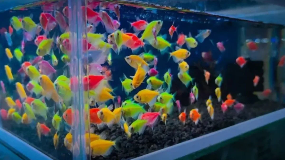 gambar-ikan-hias-warna-warni-Glofish Ilustrasi ikan hias warna-warni glofish