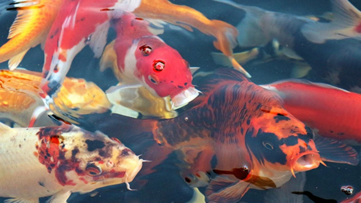 gambar-ikan-koi-ikan-hias-warna-warni Gambar ikan koi ikan hias warna-warni