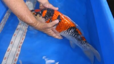 Gambar ikan koi yang mau mati di kolam terpal di pegang oleh pemiliknya