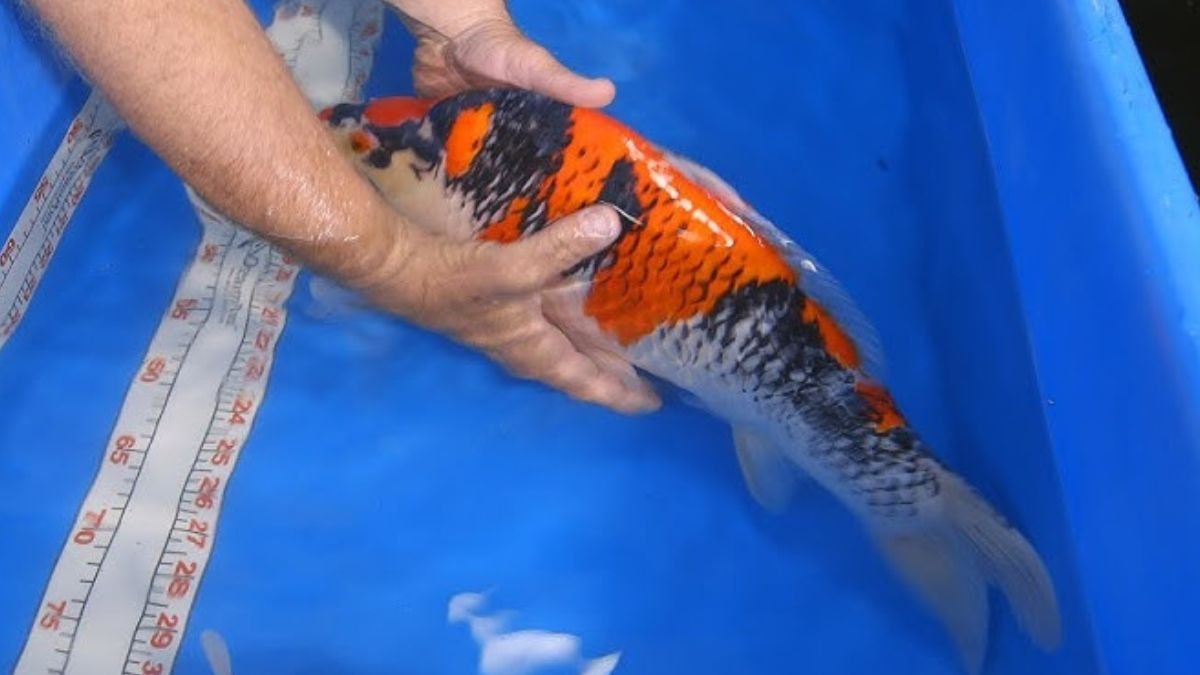 Gambar ikan koi yang mau mati di kolam terpal di pegang oleh pemiliknya