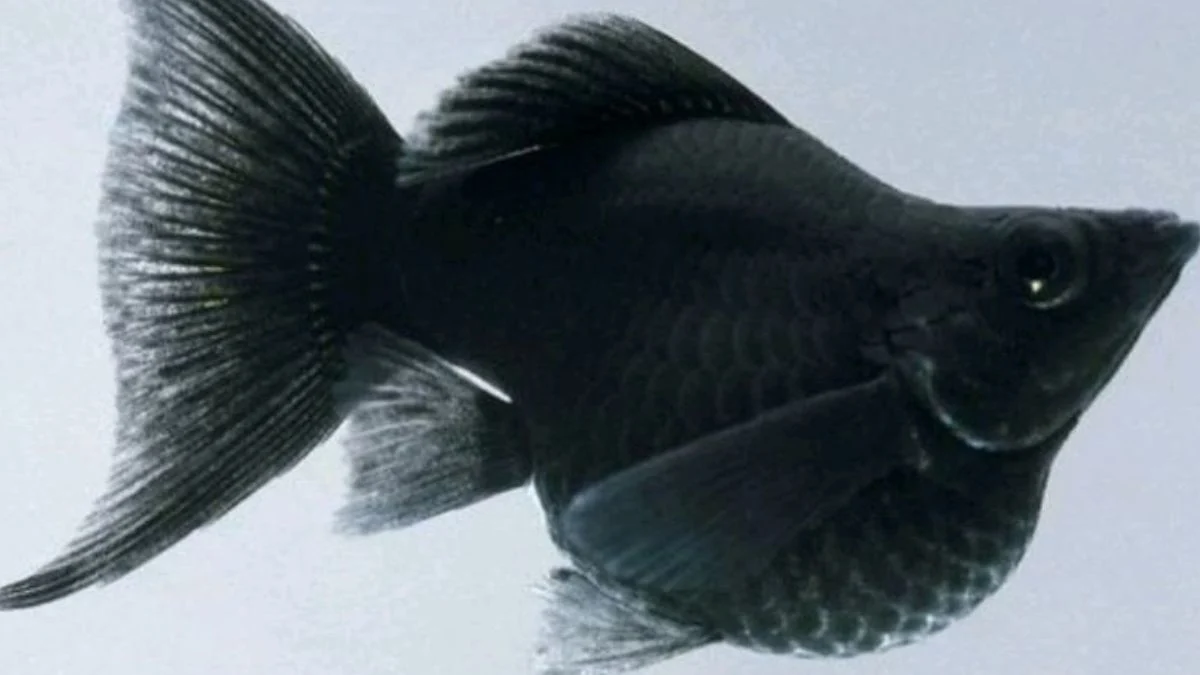 Gambar ikan molly black balon
