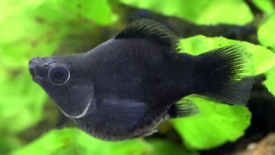 Gambar ikan molly black balon