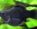 Gambar ikan molly black balon