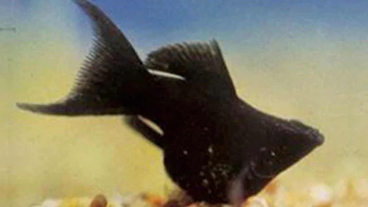 Gambar ikan molly black balon