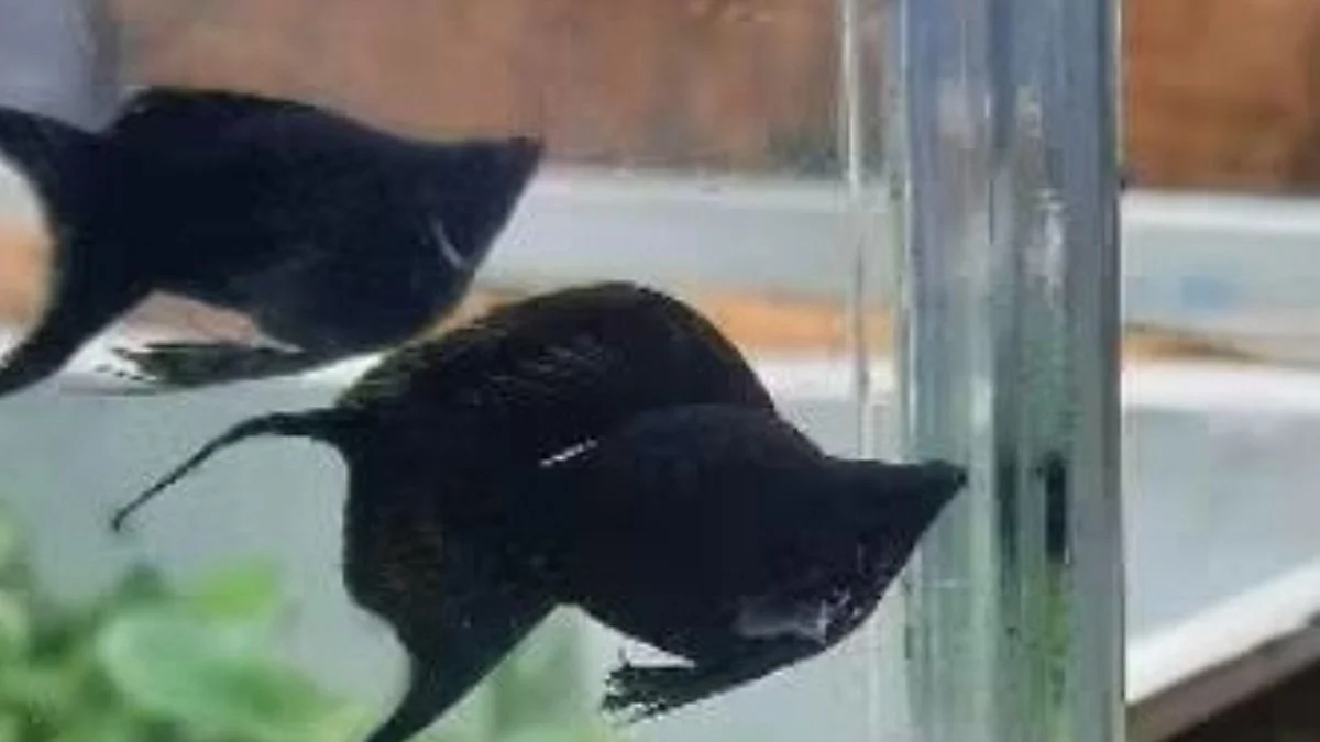 Gambar ikan molly black balon