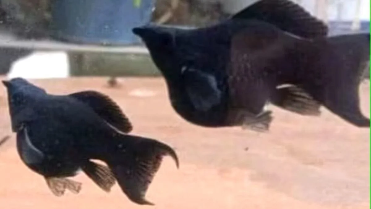 Gambar ikan molly black balon