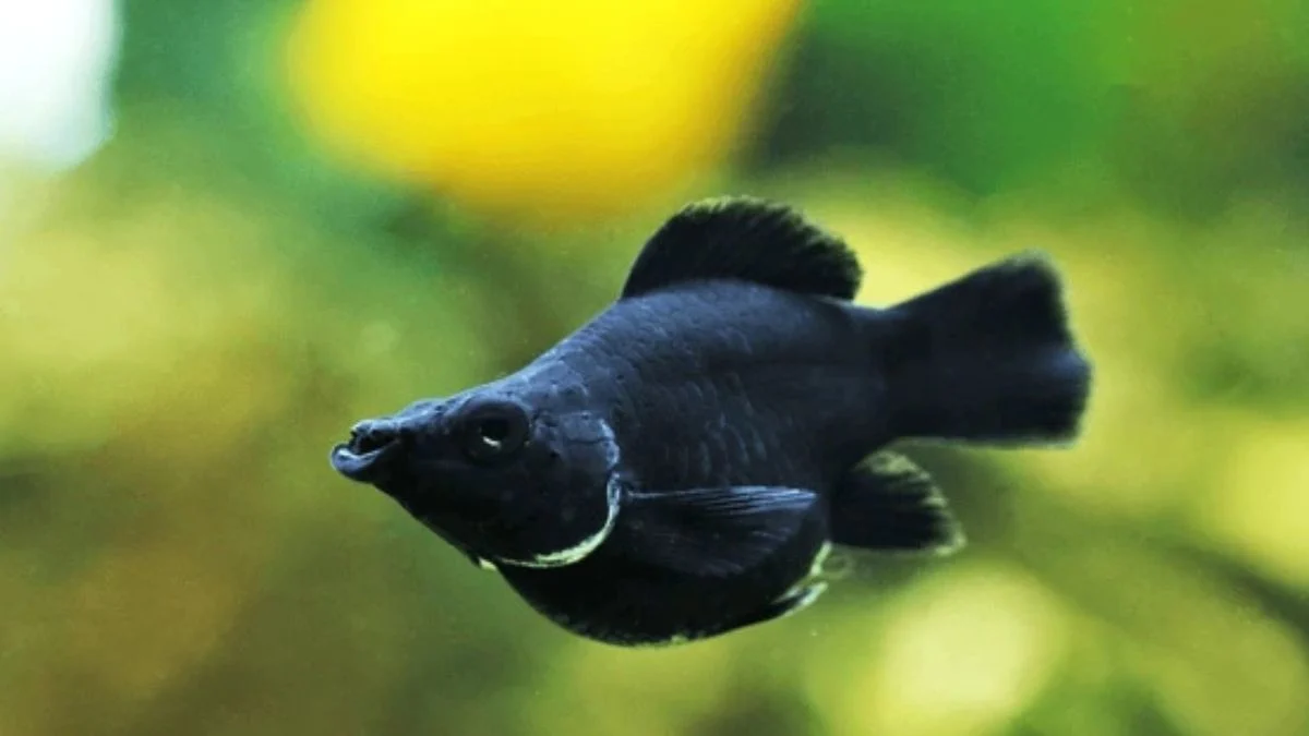 Gambar ikan molly black balon