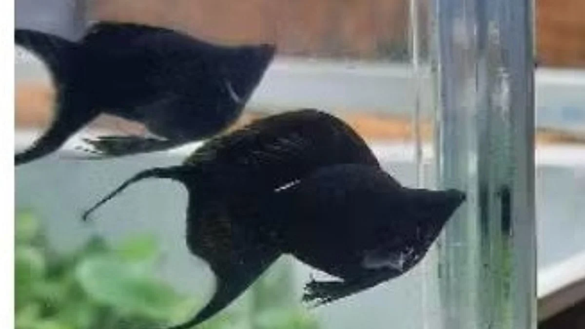 Gambar ikan molly cawang black