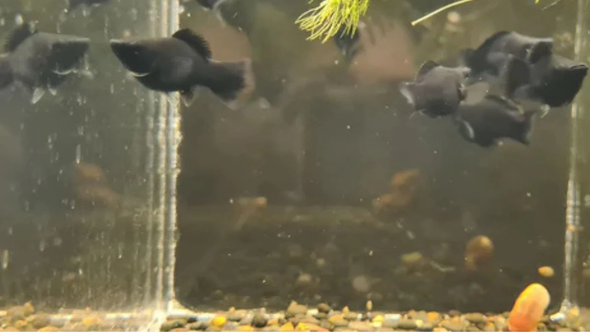 Gambar ikan molly black balon