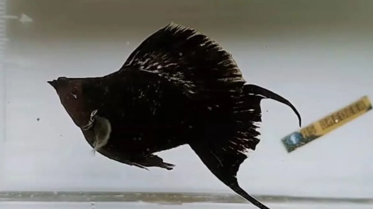 Gambar ikan molly black balon