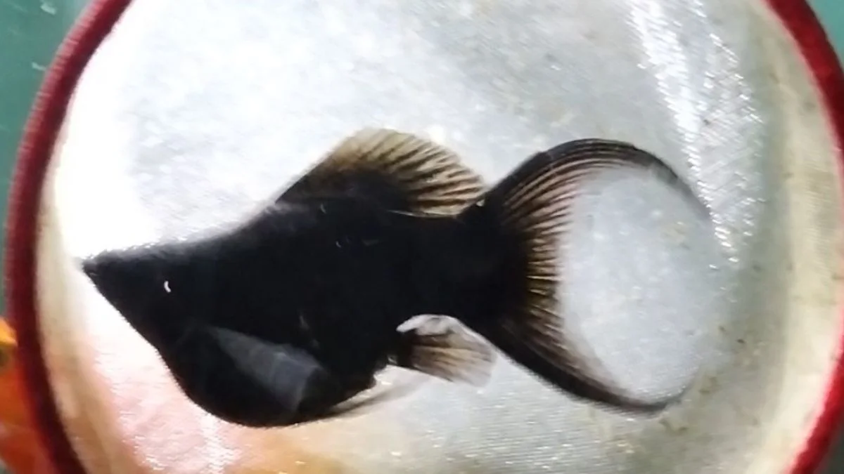 Gambar ikan molly black balon
