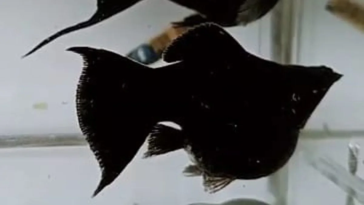 Gambar ikan molly black balon