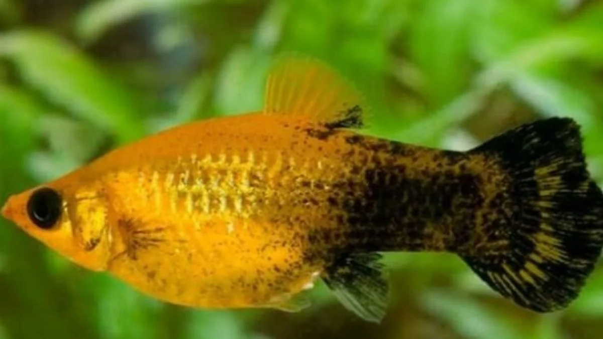 Gambar ikan molly golden black yang cocok untuk artikel cara budidaya ikan molly golden black
