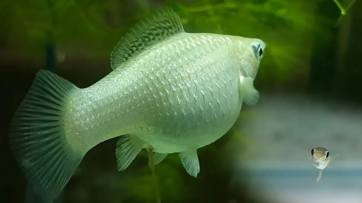 Ilustrasi ikan molly hamil yang cocok untuk artikel: Kenapa ikan molly mati setelah melahirkan?