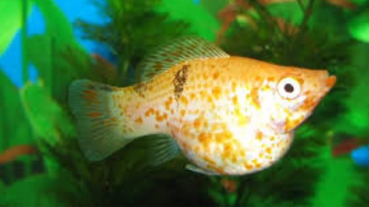 gambar-ikan-molly-hamil (2) Ilustrasi ikan molly hamil yang cocok untuk artikel: Kenapa ikan molly mati setelah melahirkan?