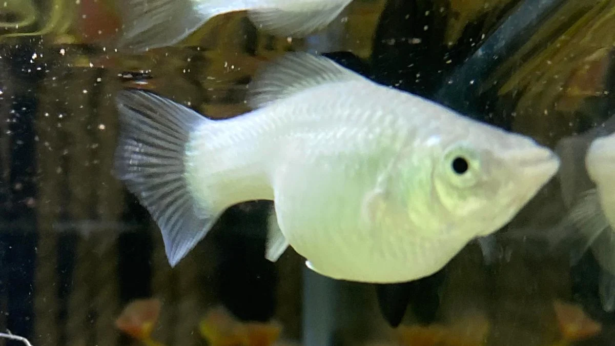 gambar-ikan-molly-hamil (3) Ilustrasi ikan molly hamil yang cocok untuk artikel: Kenapa ikan molly mati setelah melahirkan?