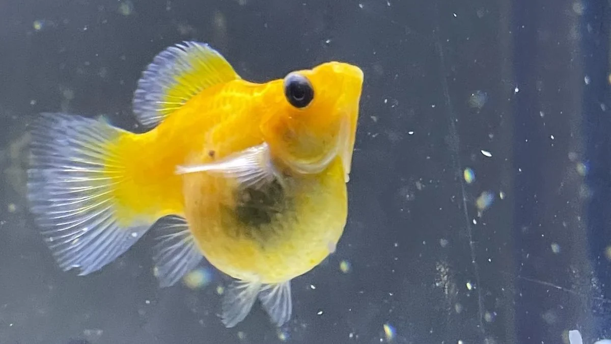 gambar-ikan-molly-hamil (4) Ilustrasi ikan molly hamil yang cocok untuk artikel: Kenapa ikan molly mati setelah melahirkan?