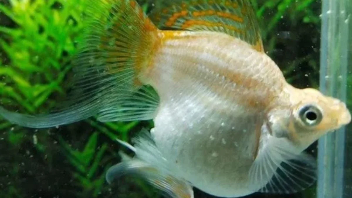 gambar-ikan-molly-hamil Ilustrasi ikan molly hamil yang cocok untuk artikel: Kenapa ikan molly mati setelah melahirkan?