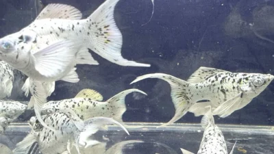 Gambar ikan molly marble