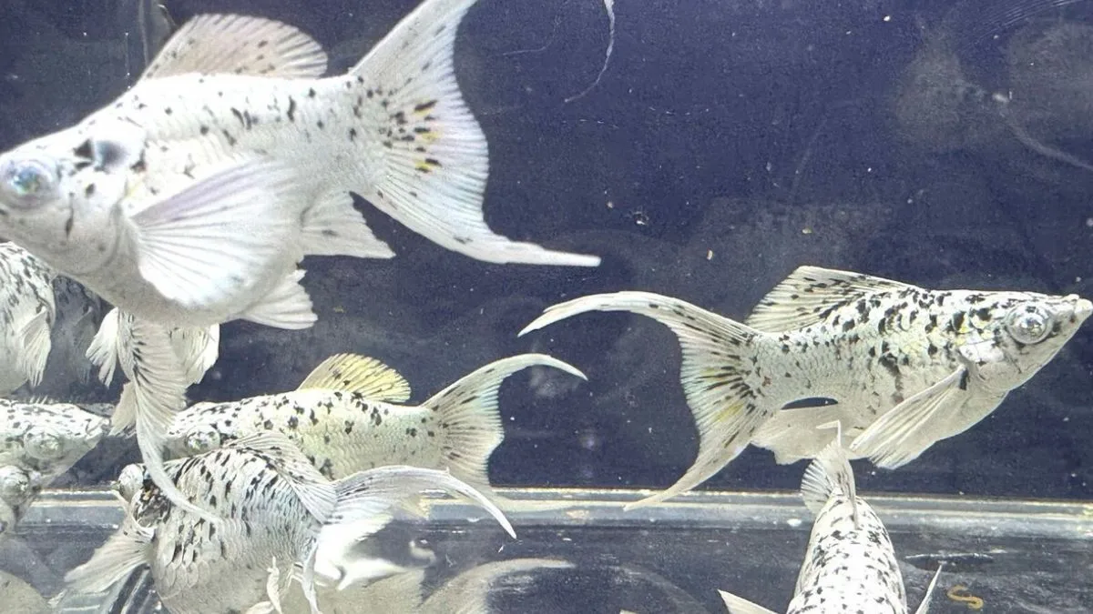 Gambar ikan molly marble