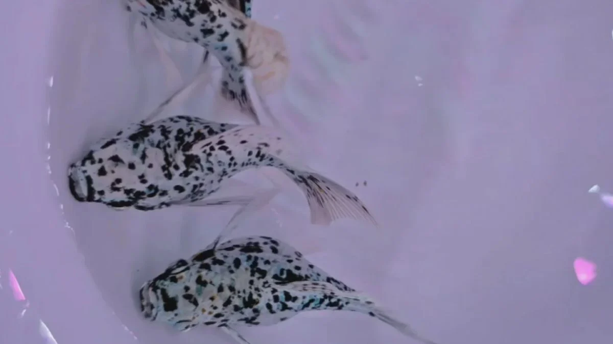Gambar ikan molly marble