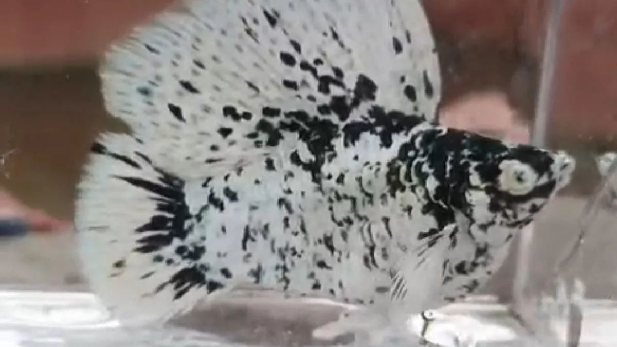 Gambar ikan molly marble