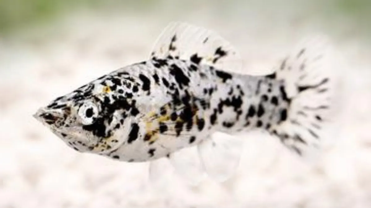 Gambar ikan molly marble