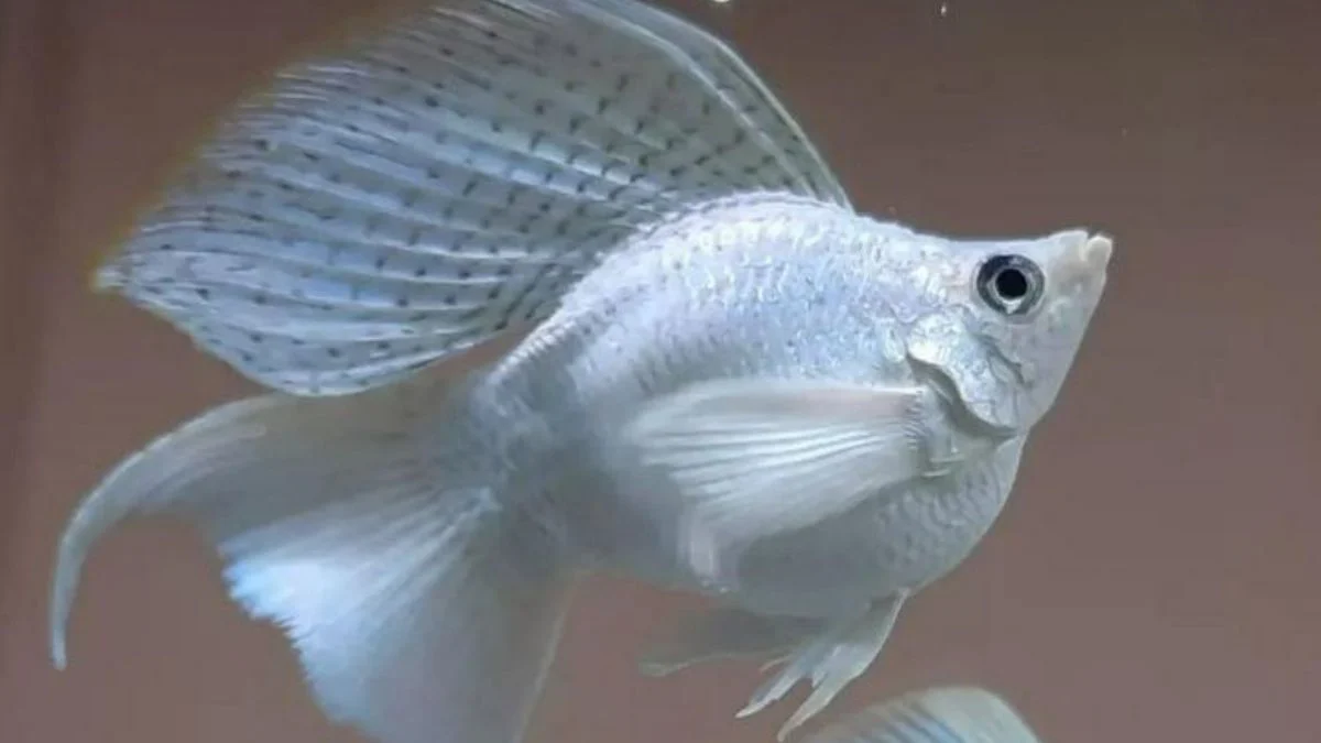 gambar-ikan-molly-platinum-balon (1) Gambar ikan molly platinum balon