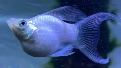 Gambar ikan molly platinum