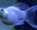 Gambar ikan molly platinum