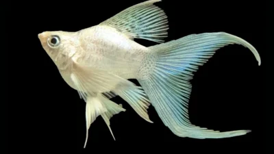 Gambar ikan molly platinum balon
