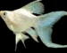 Gambar ikan molly platinum balon