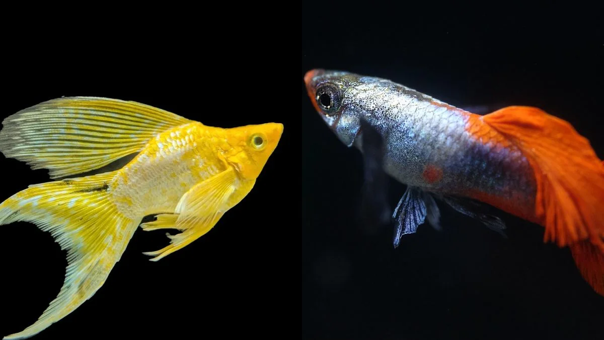 gambar-ikan-molly-vs-guppy (1) Gambar ikan molly vs guppy