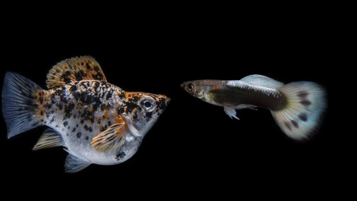 gambar-ikan-molly-vs-guppy (2) Gambar ikan molly vs guppy