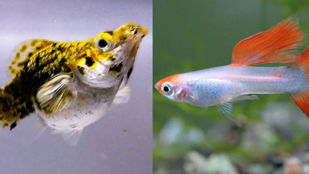 gambar-ikan-molly-vs-guppy (3) Gambar ikan molly vs guppy