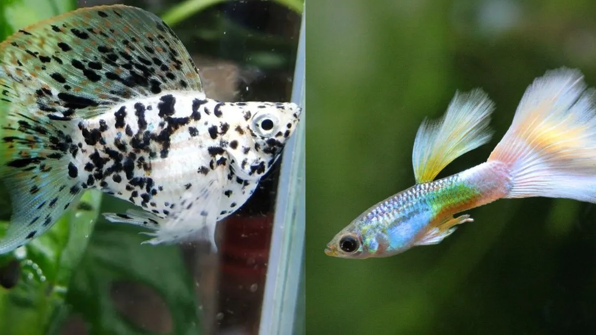 gambar-ikan-molly-vs-guppy (4) Gambar ikan molly vs guppy