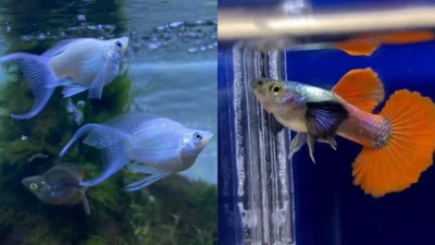 Gambar ikan molly vs guppy