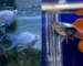 Gambar ikan molly vs guppy