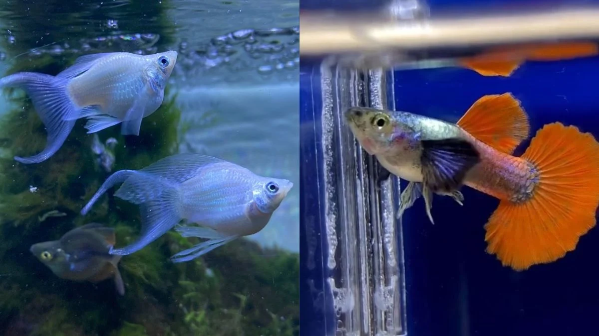 Gambar ikan molly vs guppy