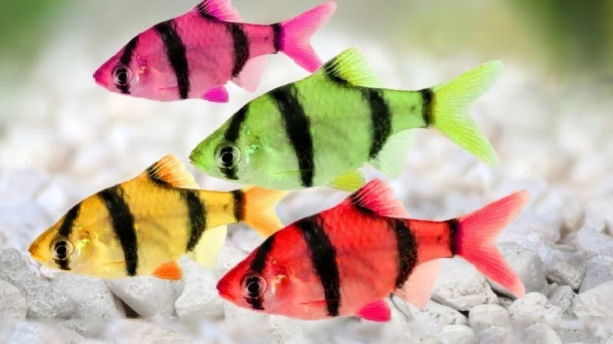 Gambar ikan sumatra glofish barb