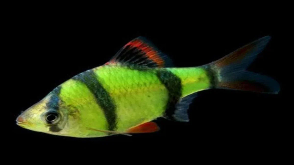 Gambar ikan sumatra glofish barb